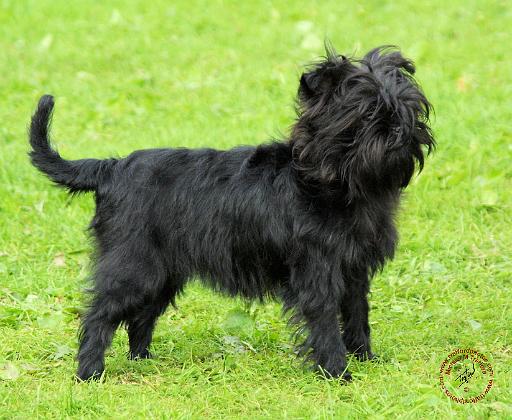 Affenpinscher 9R095D-093.JPG